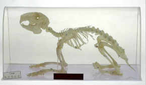 兔骨骼标本