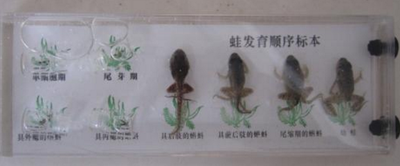 蛙发育顺序标本